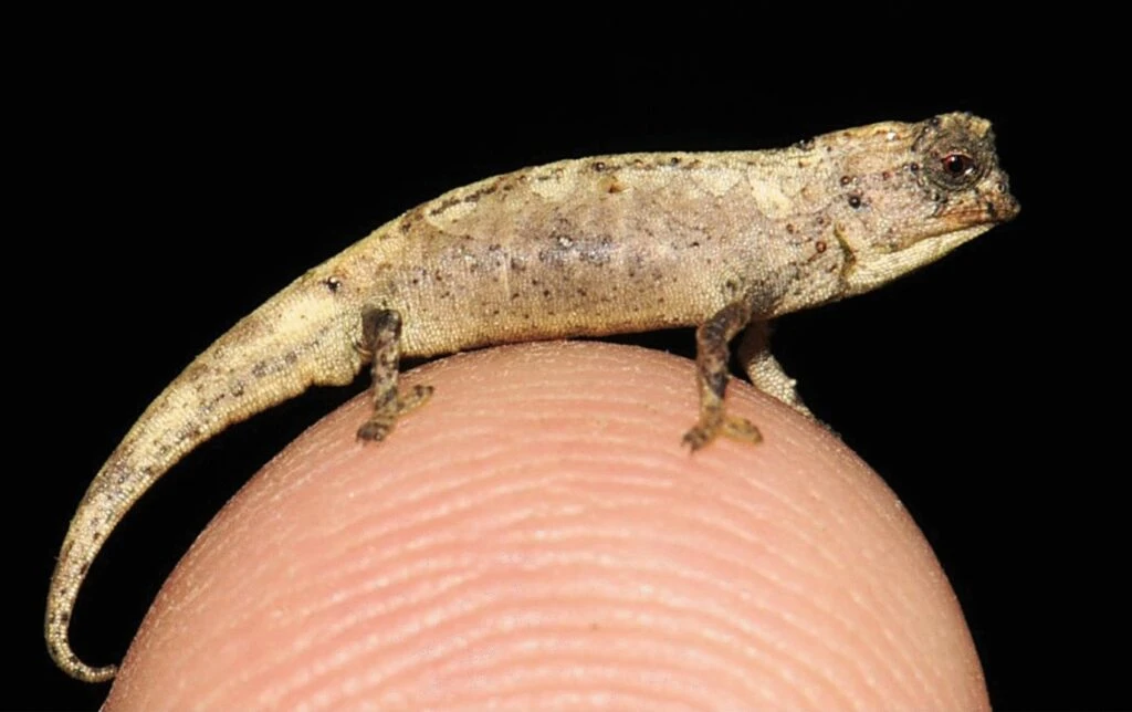 nano khameleon